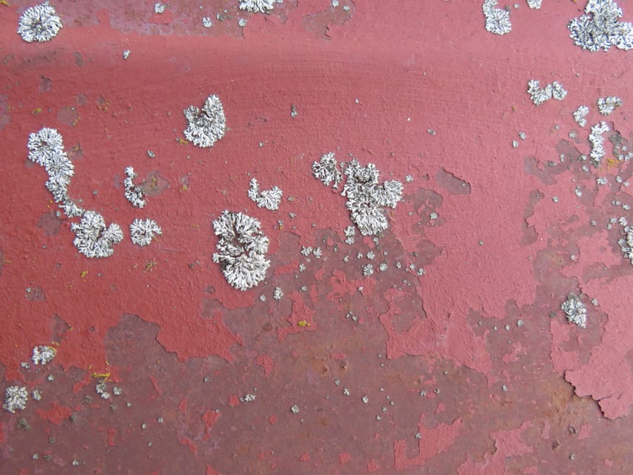Mold And Mildew On Steel Doors
