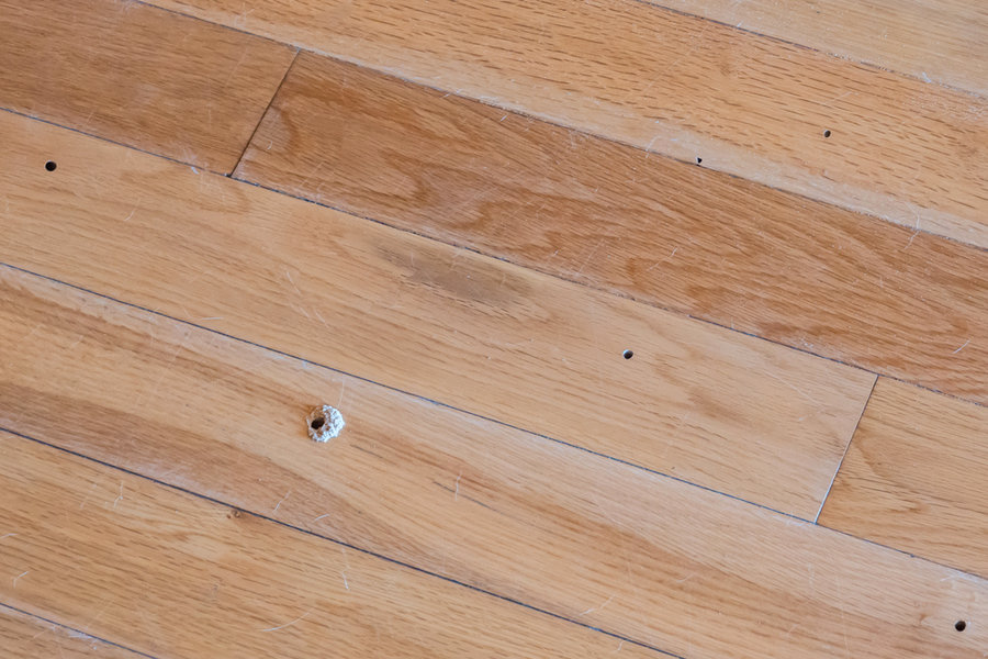 Damage To Oak Wood Flooring Due To Wood Boring Beetles.