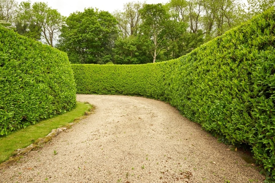 Gravel Driveway With Hedgerow