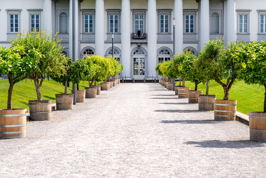 Gravel Driveway With Tall Plants