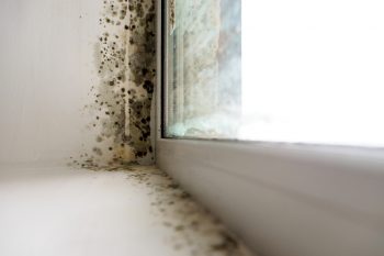 Mold In The Corner Of The Window