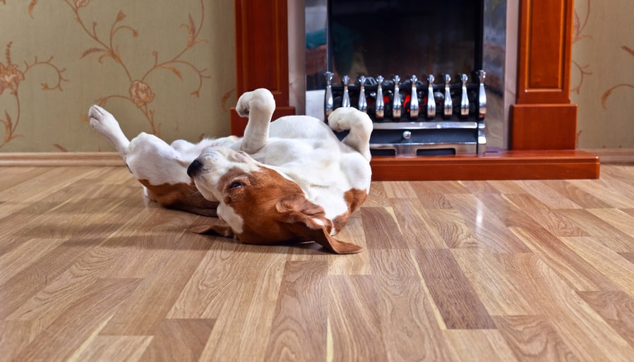 Resting Dog On A Laminate Flooring Near To A Fireplace