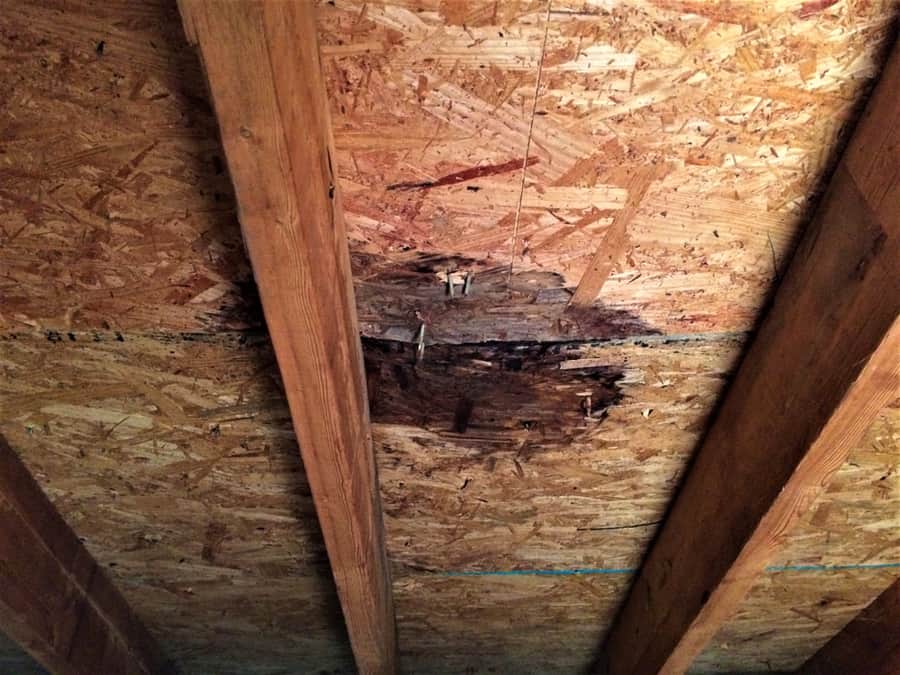 Roof Leak Inside Attic Wet Plywood