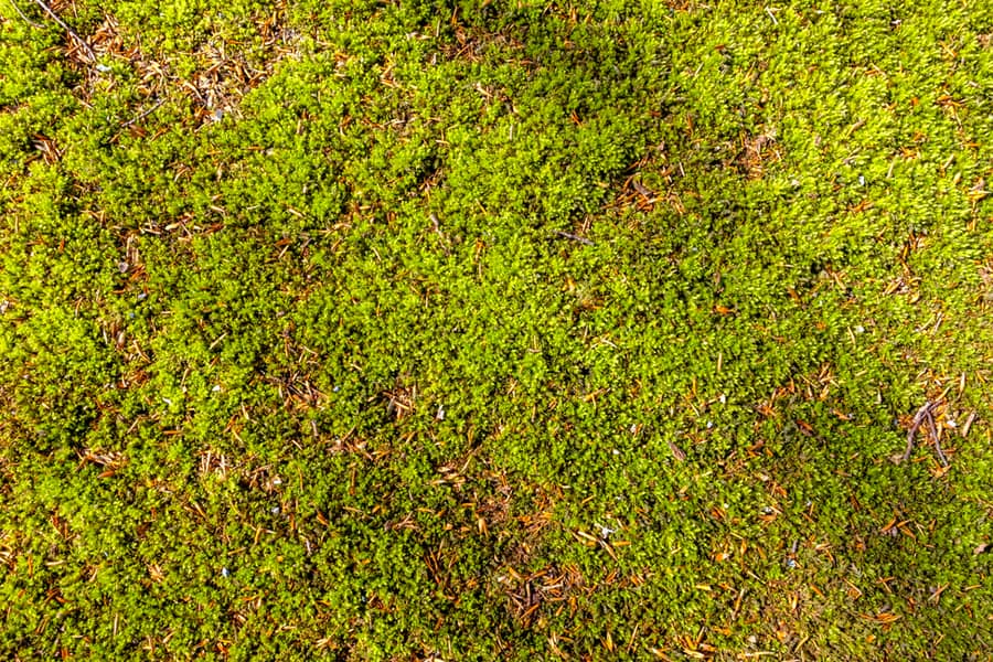 Debris On Grass