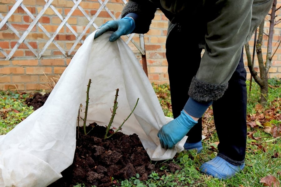 Protection Of Garden Plants