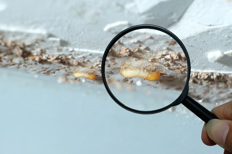 Small Termites, Zoom With Magnifying Glass