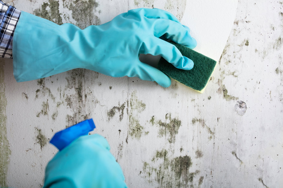 Wipe Out The Mold And The Nearby Areas